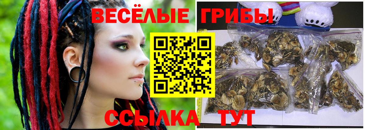 Тамбов  Галлюциногенные грибы Psilocybine cubensis  наркота  Вход с VPN 